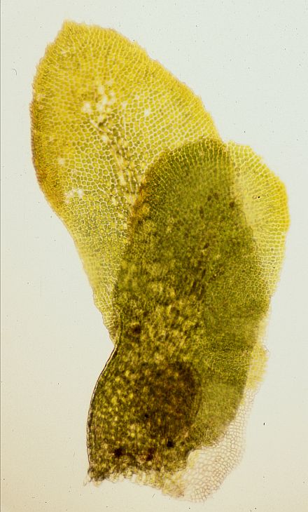 Diplophyllum albicans (door Jan Kersten)