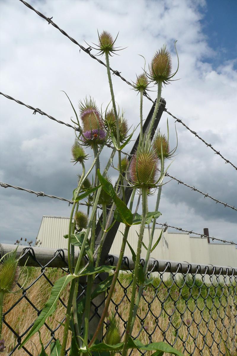 Dipsacus fullonum (door Willie Riemsma)