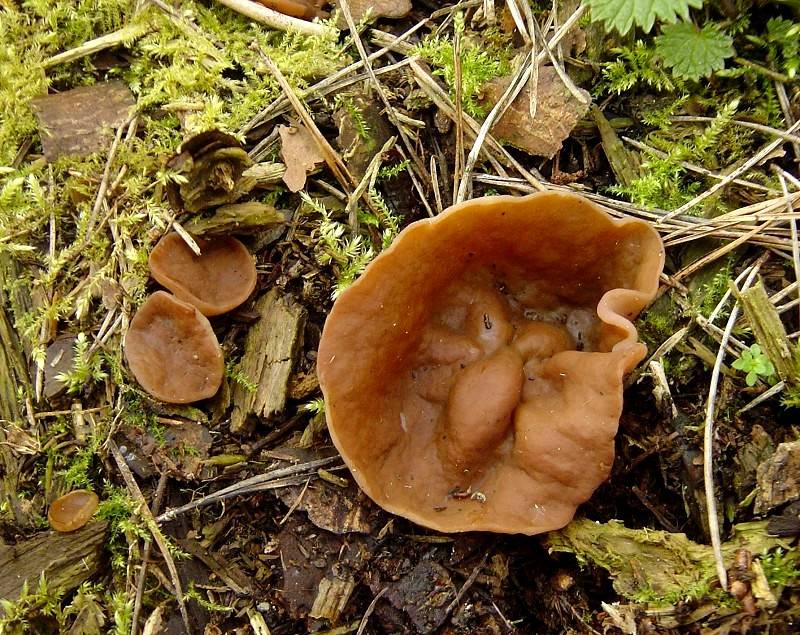 Discina ancilis (door Maurice van der Molen)