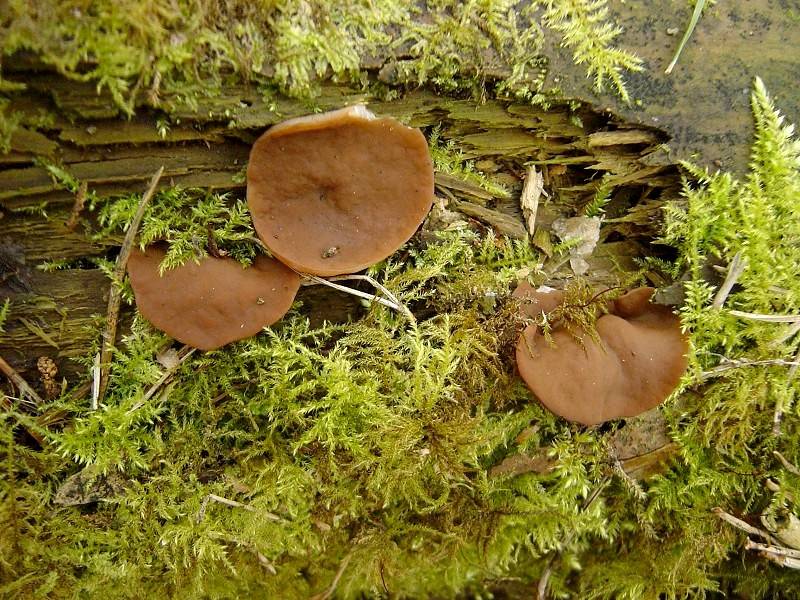 Discina ancilis (door Maurice van der Molen)