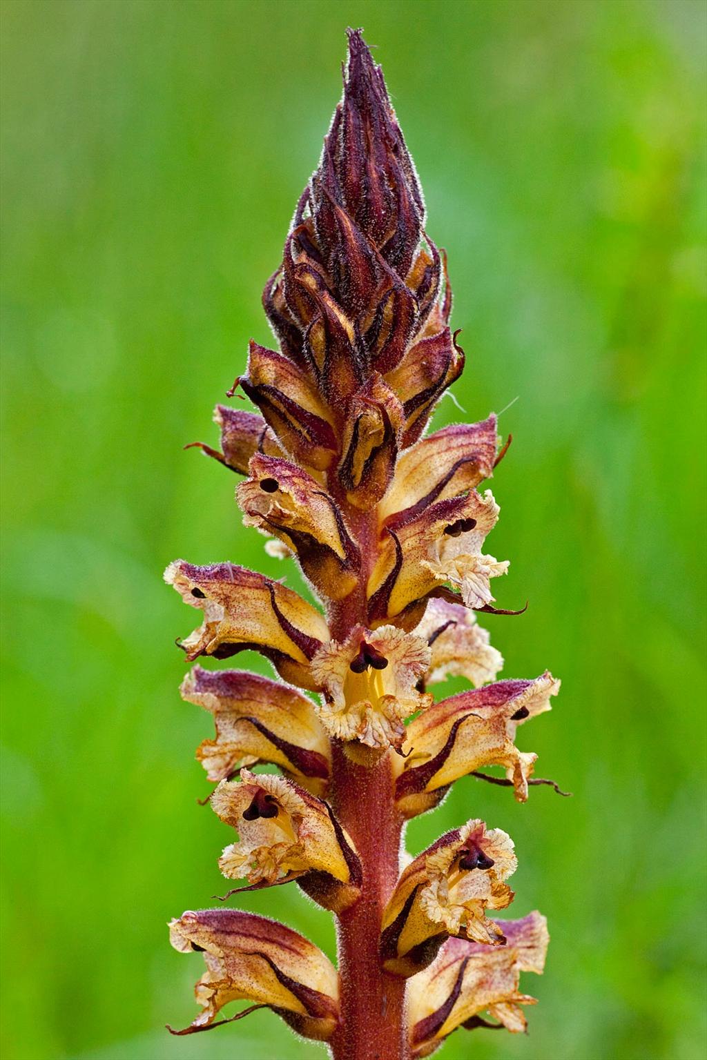 Orobanche reticulata (door John Breugelmans)