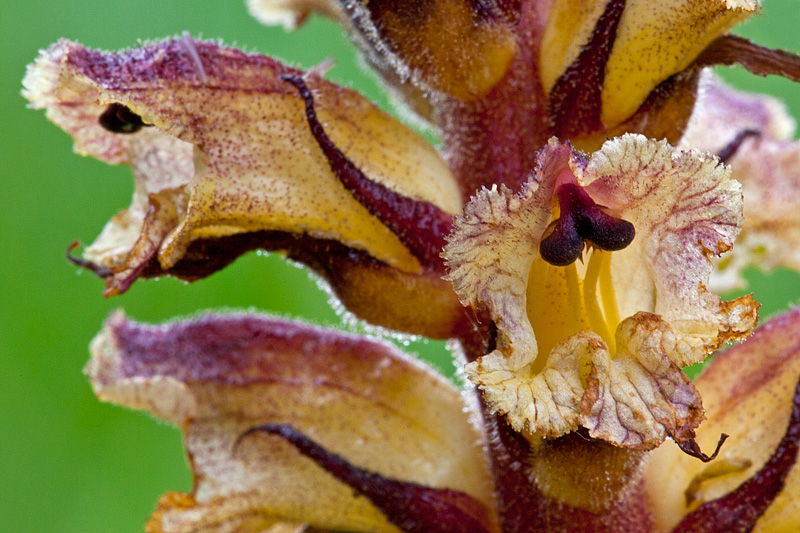 Orobanche reticulata (door John Breugelmans)