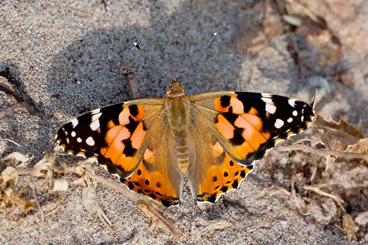 Vanessa cardui (door John Breugelmans)