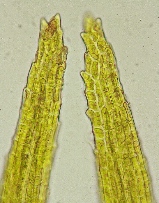 Ditrichum heteromallum (door Jan Kersten)