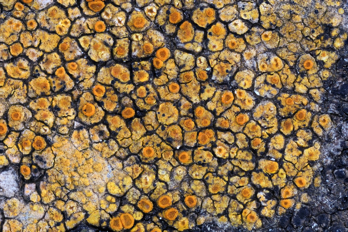 Variospora dolomiticola (door Arjan de Groot)