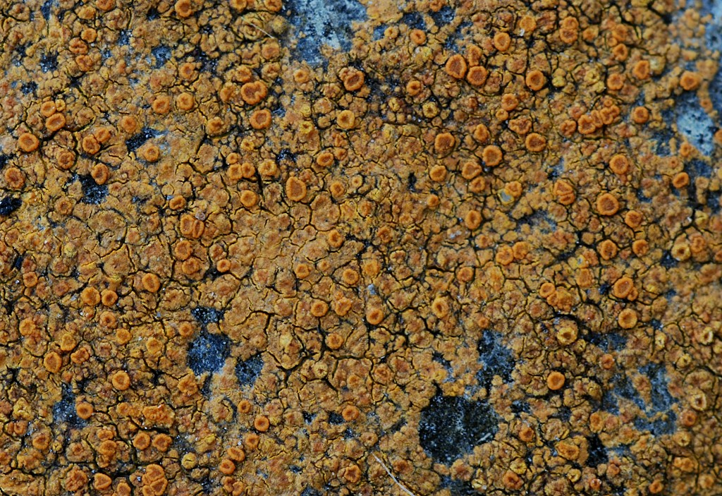 Variospora dolomiticola (door Arjan de Groot)