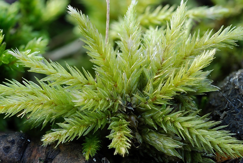 Climacium dendroides (door Arjan de Groot)