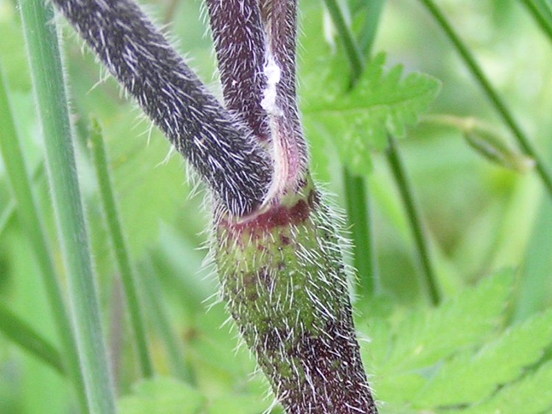 Chaerophyllum temulum (door Grada Menting)