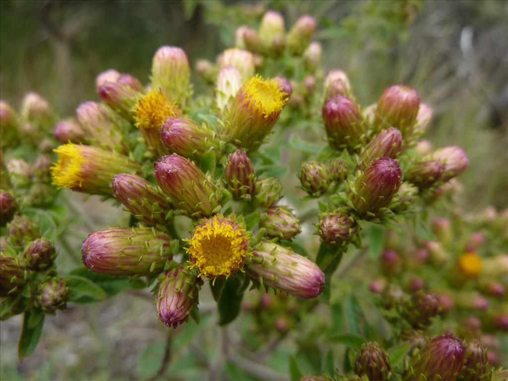 Inula conyzae (door Koen van Zoest)