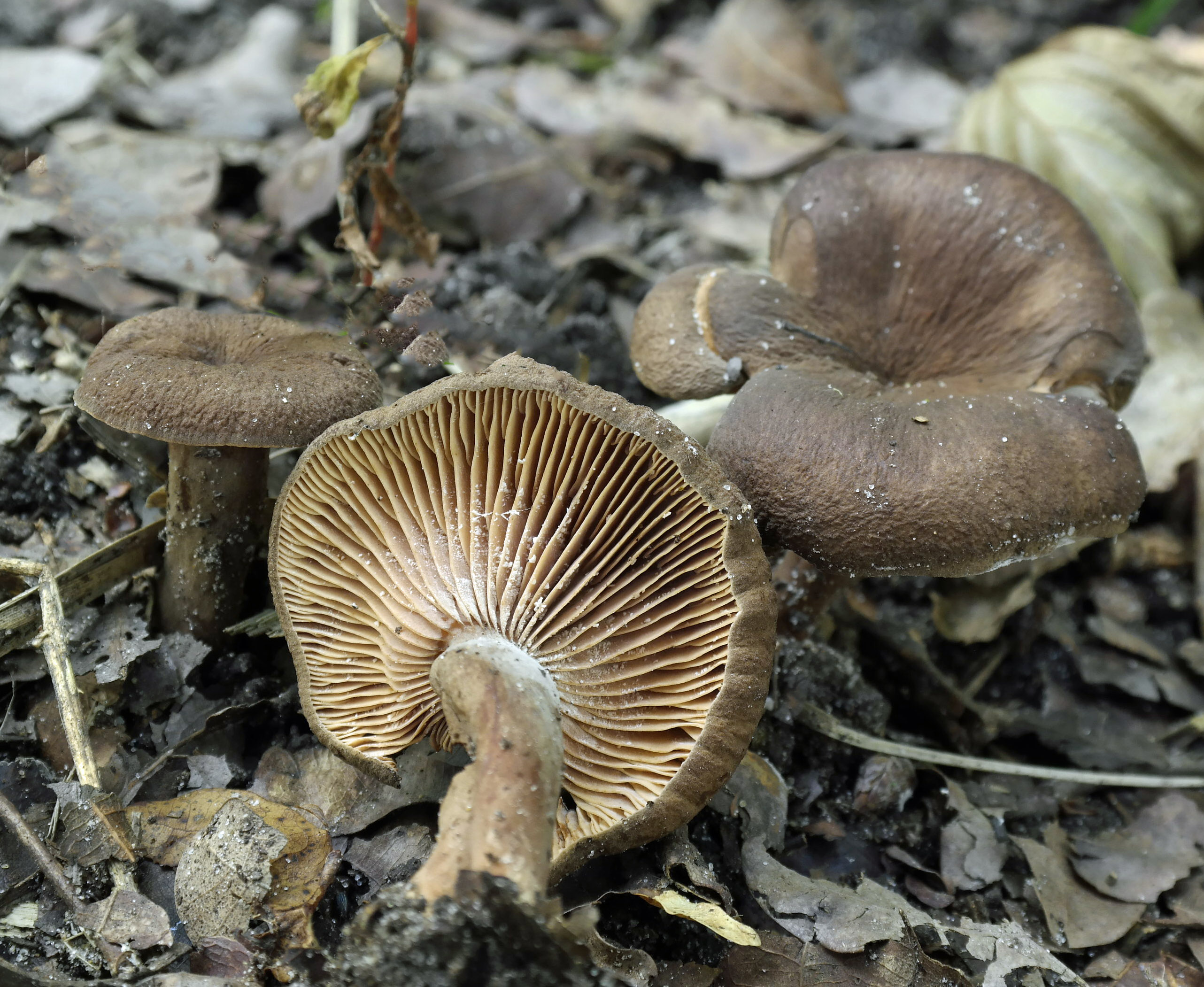 Lactarius fuliginosus (door Hannie Wijers)