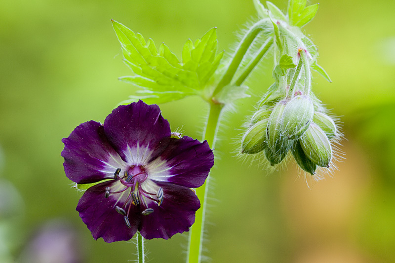 Geranium phaeum (door John Breugelmans)