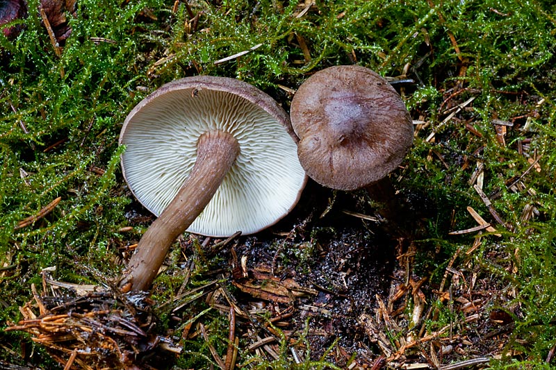 Calocybe obscurissima (door John Breugelmans)