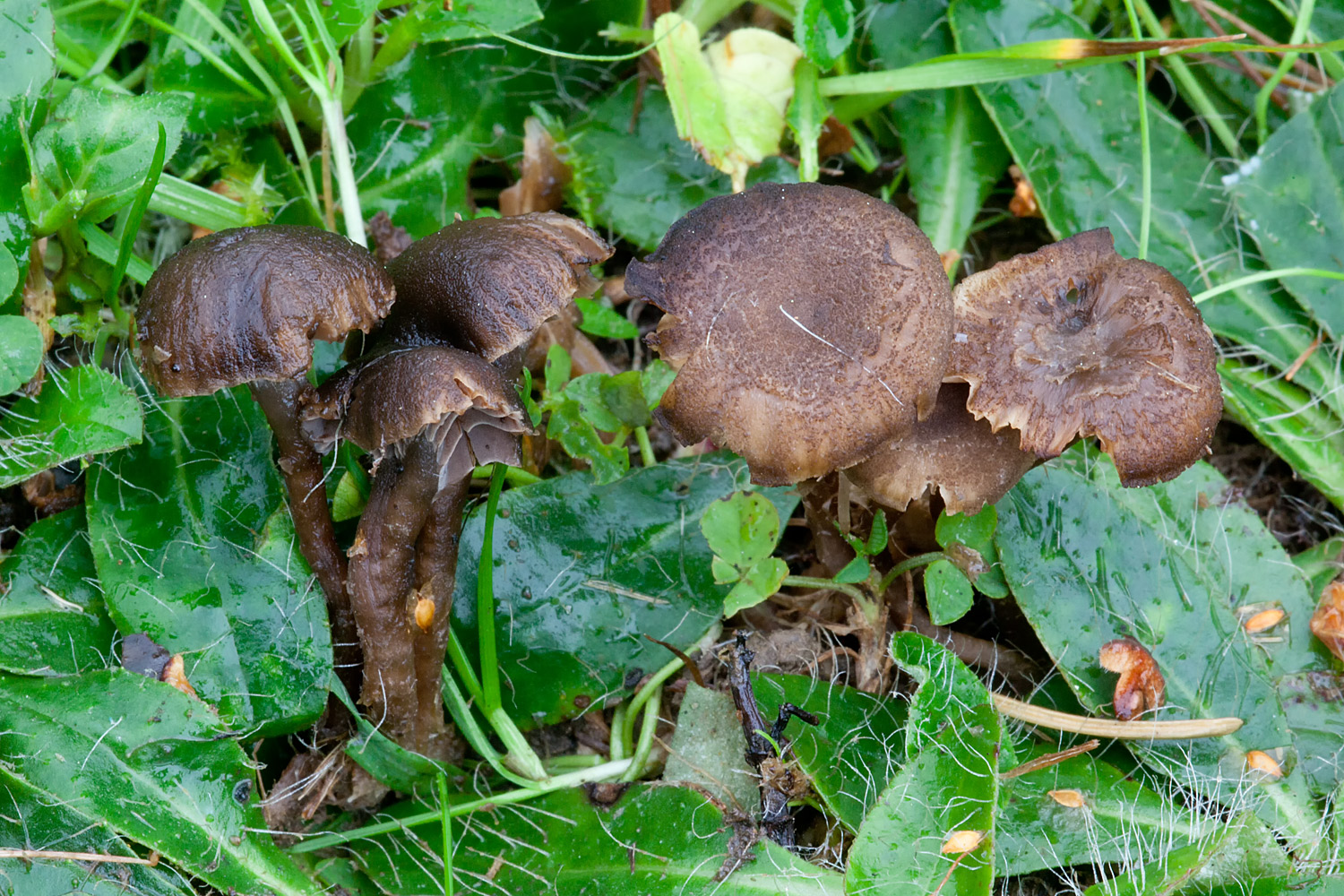 Camarophyllopsis hymenocephala (door John Breugelmans)