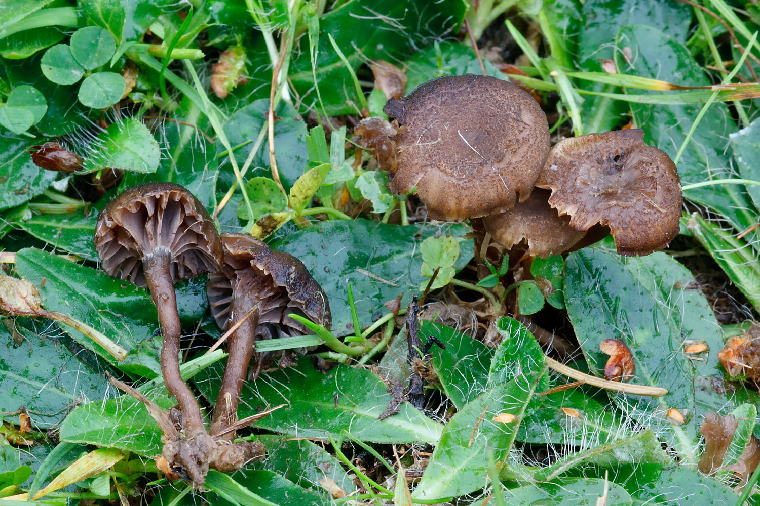 Camarophyllopsis hymenocephala (door John Breugelmans)