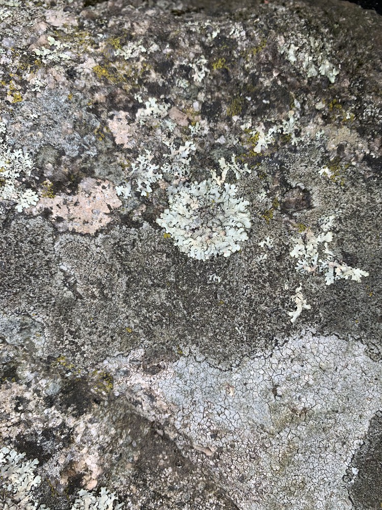 Rinodina atrocinerea (door Hidde Stoelinga)
