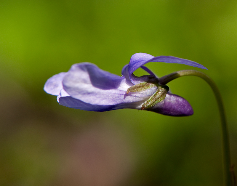 Viola reichenbachiana (door Wijnand van Buuren)