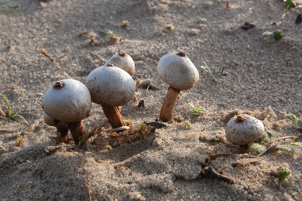 Tulostoma melanocyclum (door Joost Bouwmeester)