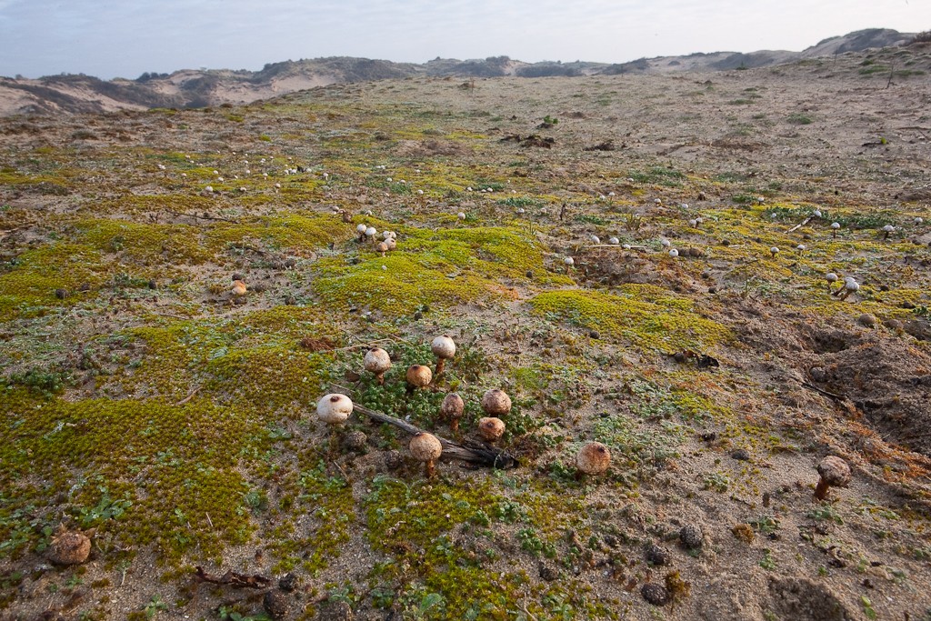 Tulostoma melanocyclum (door Joost Bouwmeester)