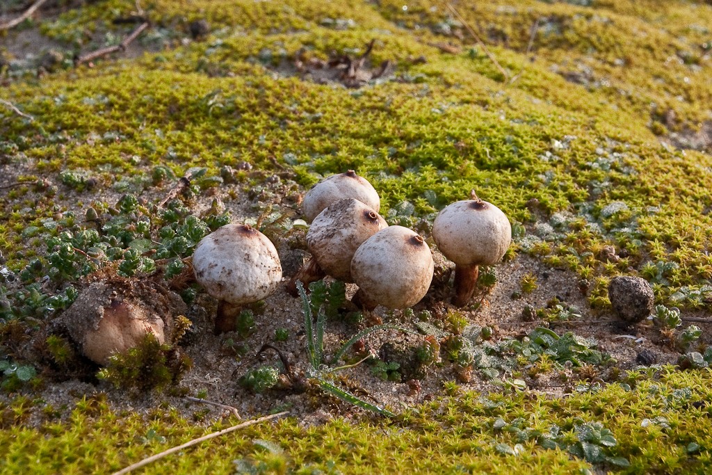 Tulostoma melanocyclum (door Joost Bouwmeester)