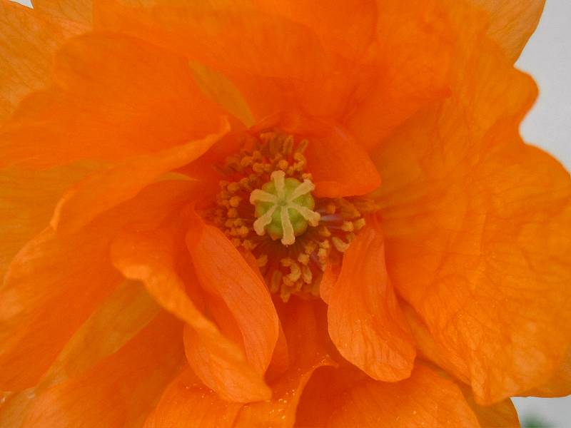 Papaver atlanticum (door Grada Menting)