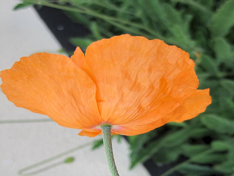 Papaver atlanticum (door Grada Menting)