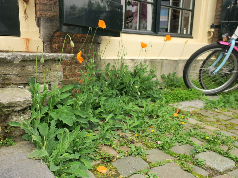 Papaver atlanticum (door Grada Menting)