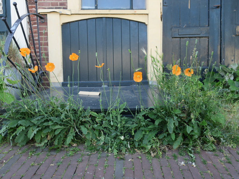 Papaver atlanticum (door Grada Menting)