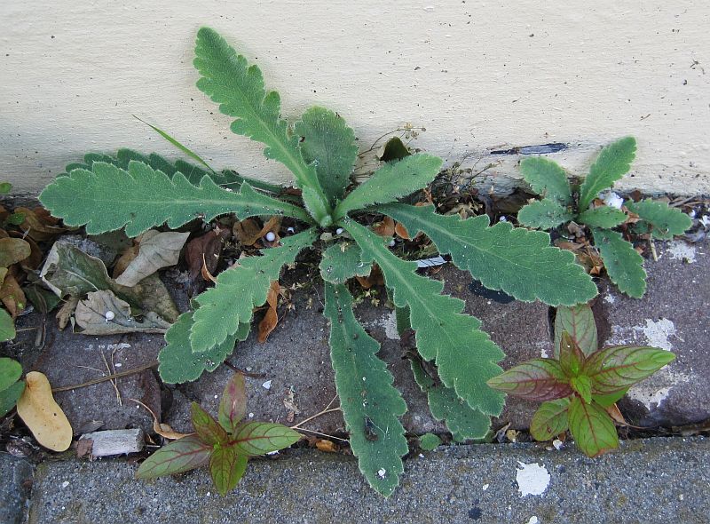 Papaver atlanticum (door Grada Menting)