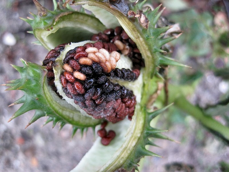 Datura stramonium (door Grada Menting)