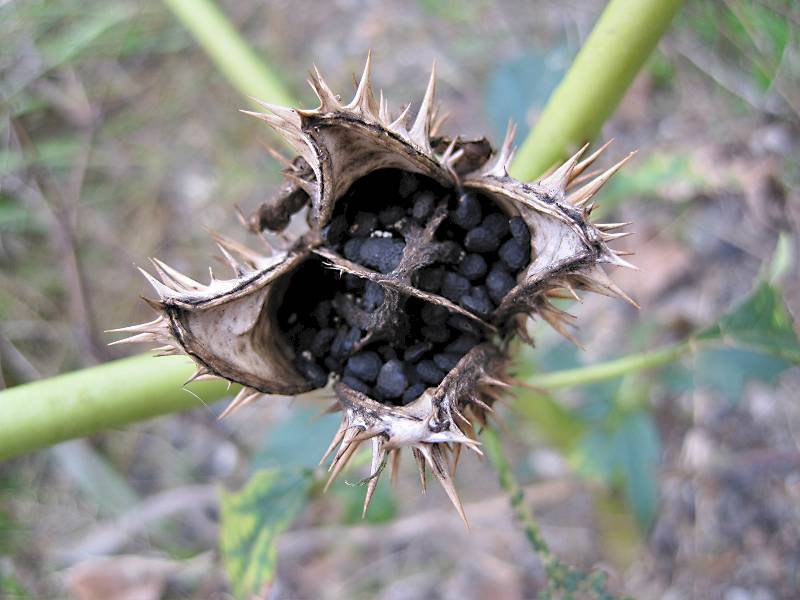 Datura stramonium (door Grada Menting)