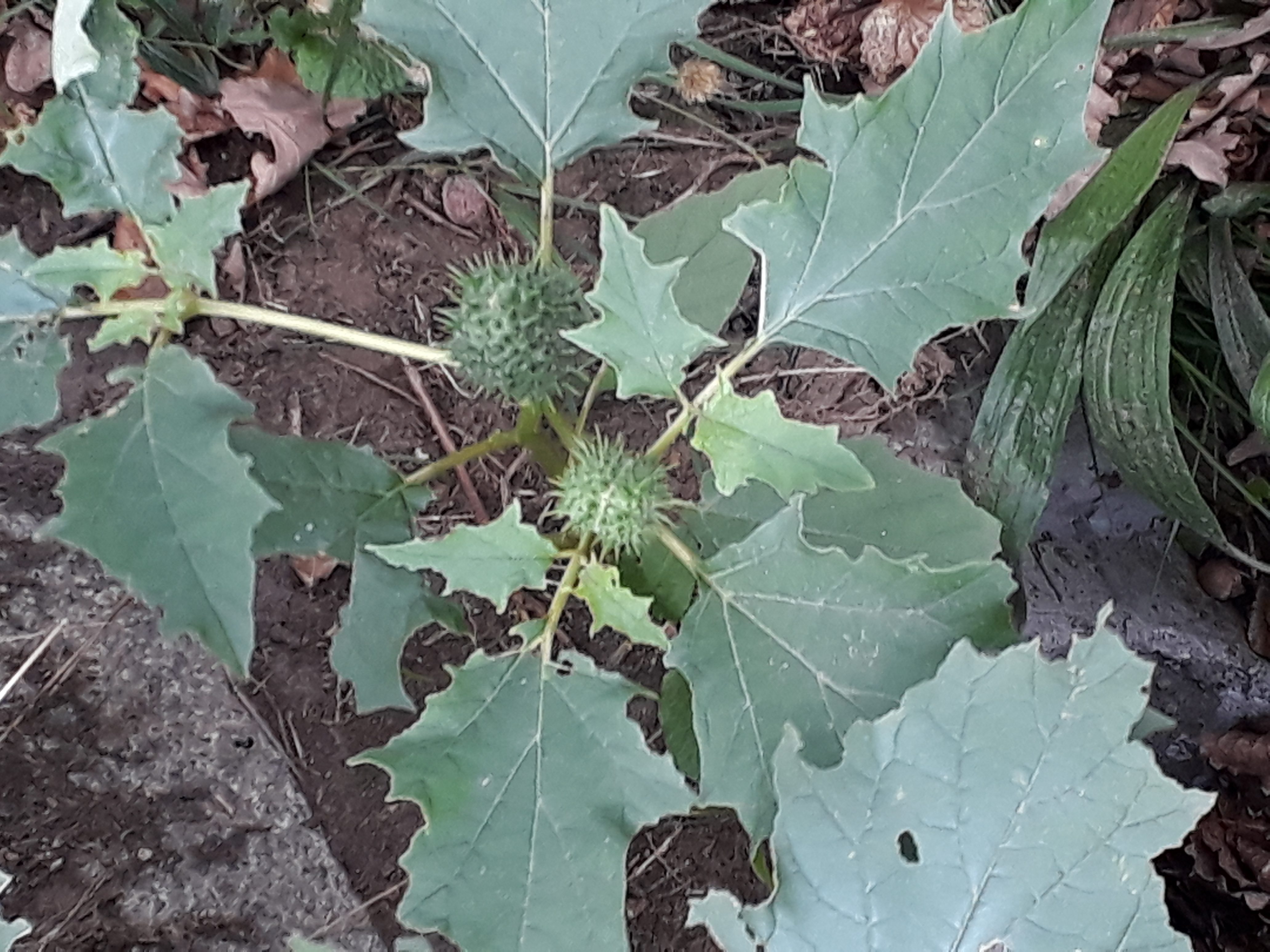 Datura stramonium (door Vera Vandenbulcke)