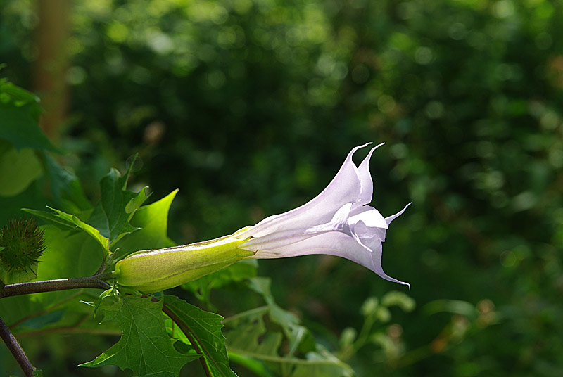 Datura stramonium (door Hans Adema)