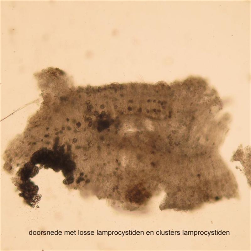 Gloeopeniophorella convolvens (door Ida Bruggeman)