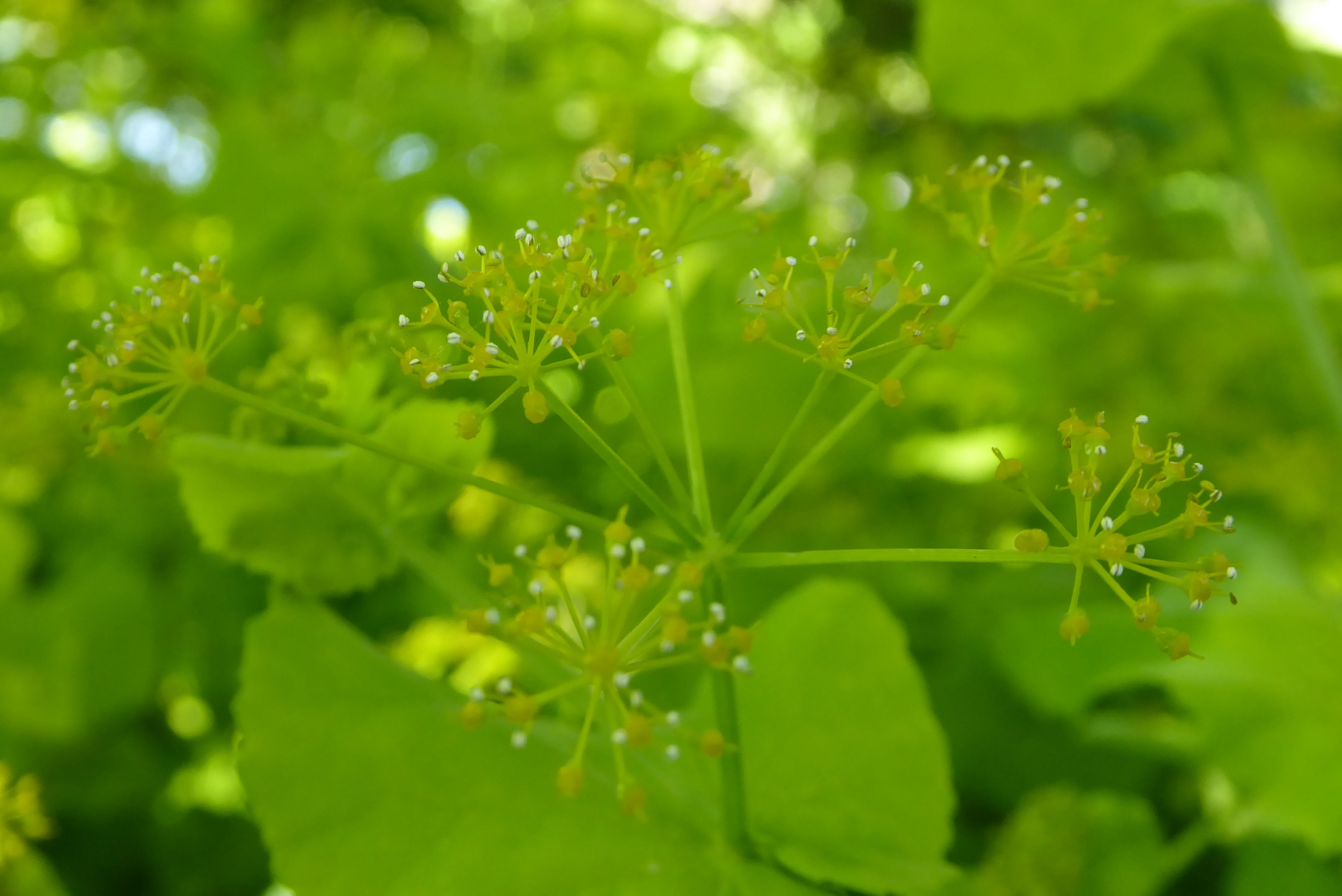 Smyrnium perfoliatum (door Koen van Zoest)