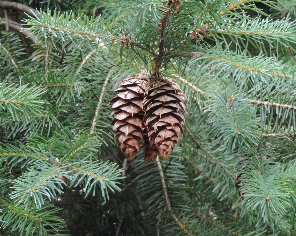 Pseudotsuga menziesii (door Wim van der Neut)