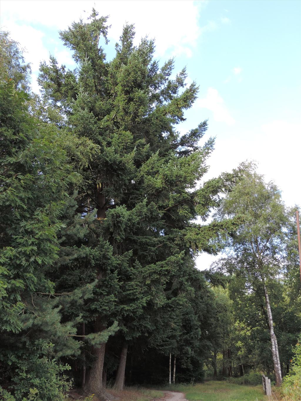 Pseudotsuga menziesii (door Wim van der Neut)