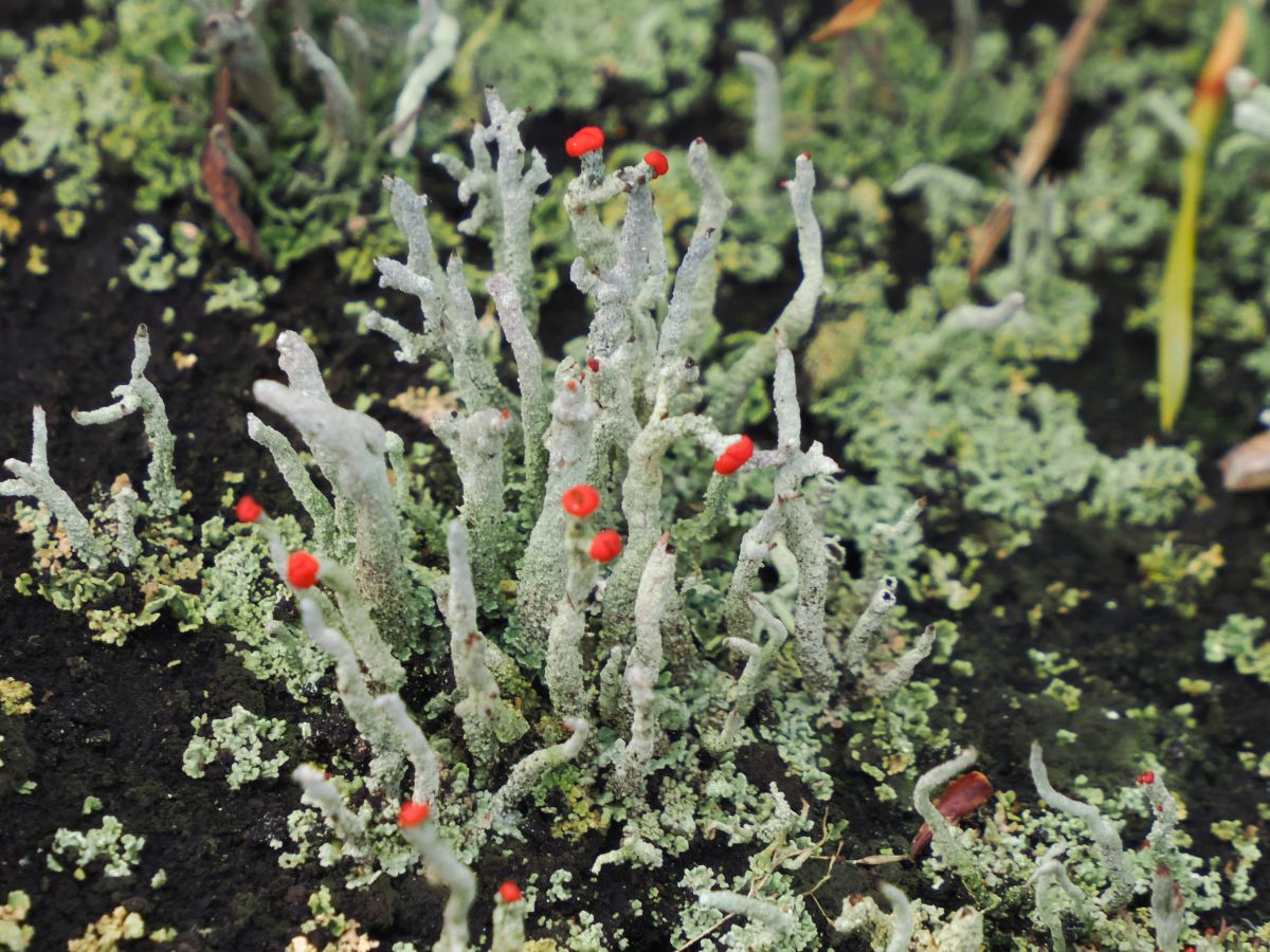 Cladonia macilenta (door Dick Nagelhout)