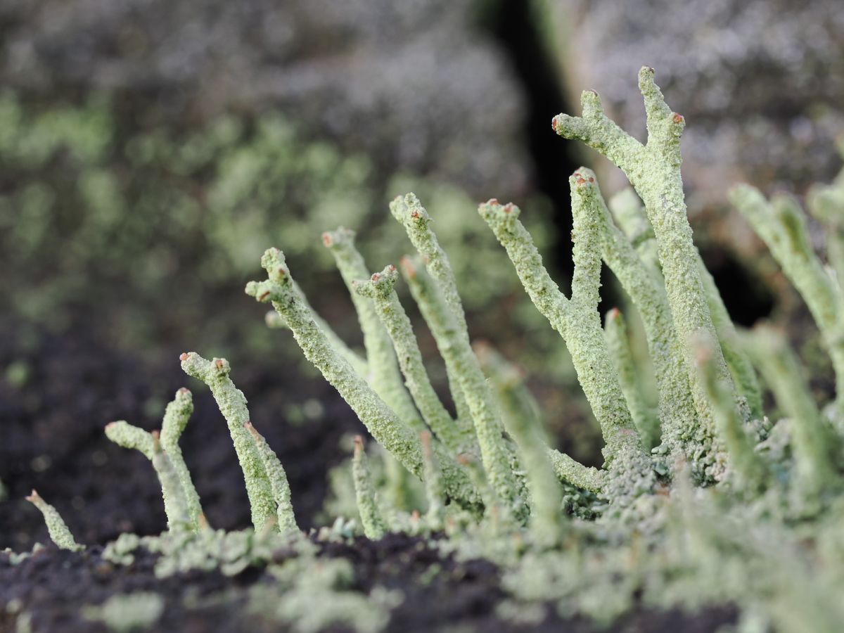 Cladonia macilenta (door Minet Coenders)