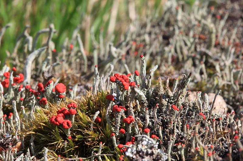 Cladonia floerkeana (door Gerard Blokhuis)