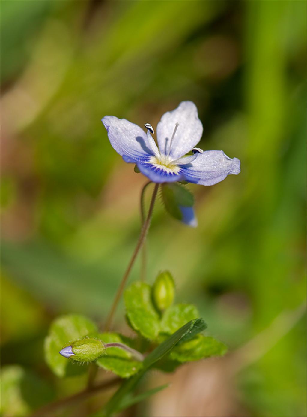 Veronica filiformis (door Wijnand van Buuren)