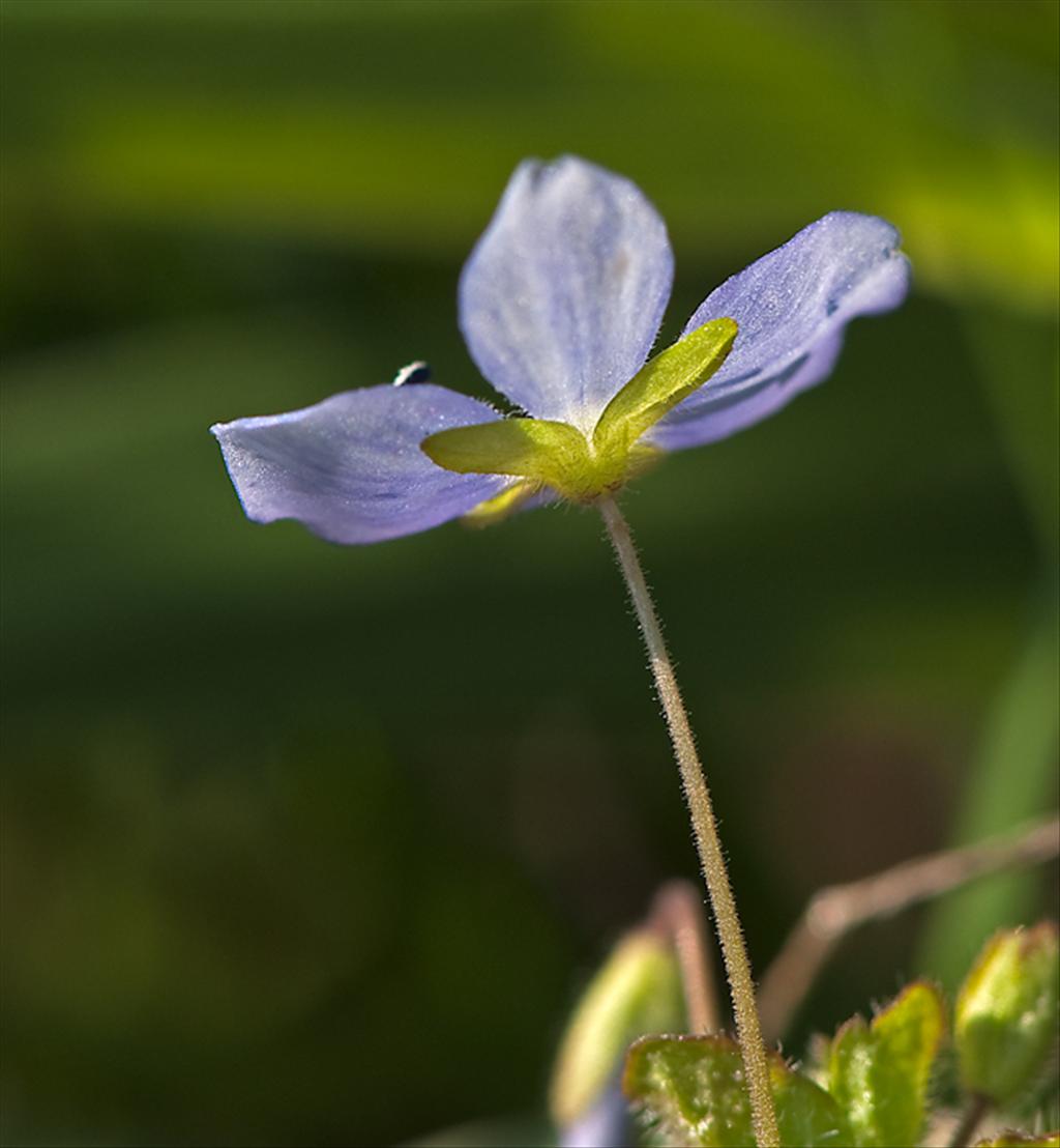 Veronica filiformis (door Wijnand van Buuren)