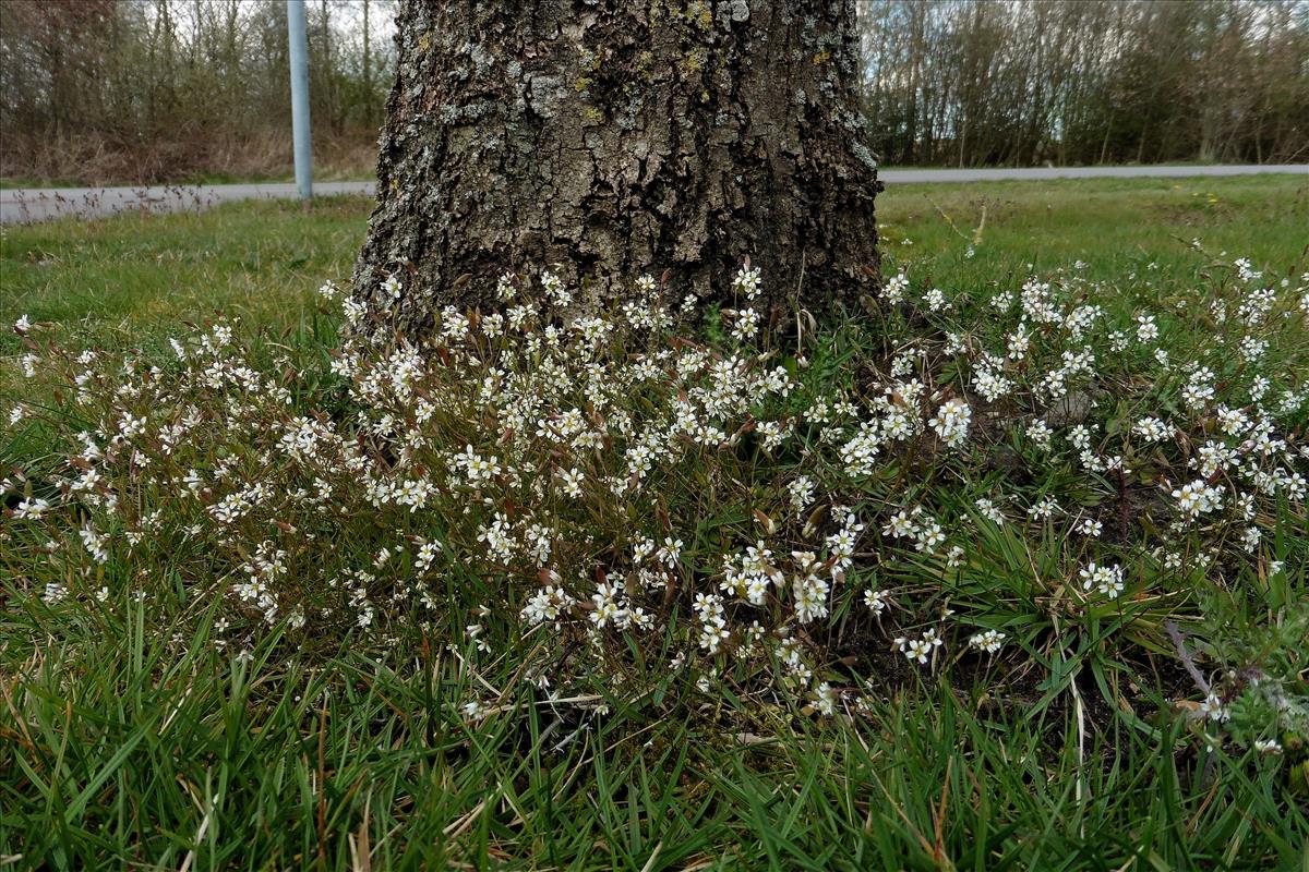 Draba verna (door Willie Riemsma)