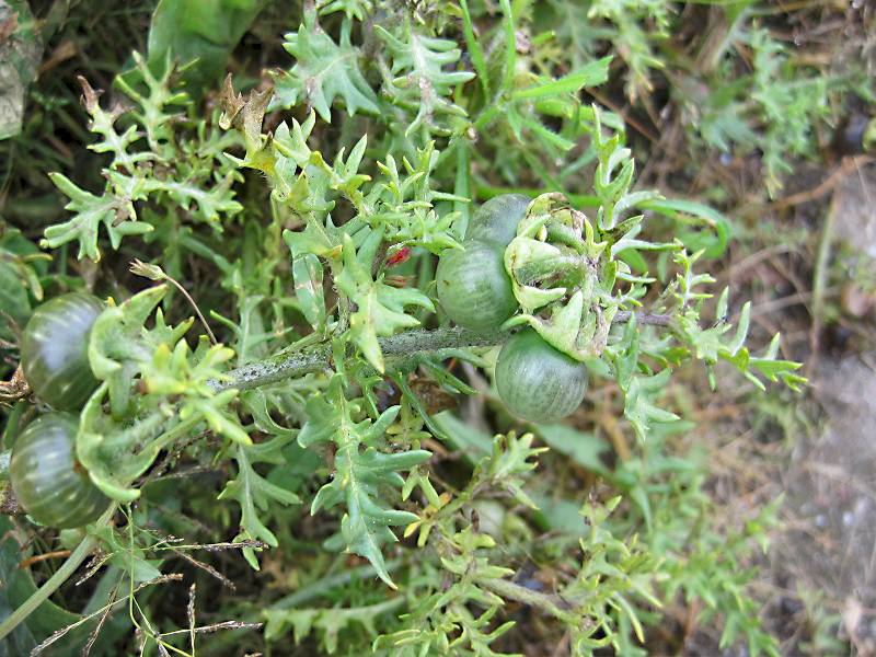 Solanum triflorum (door Grada Menting)