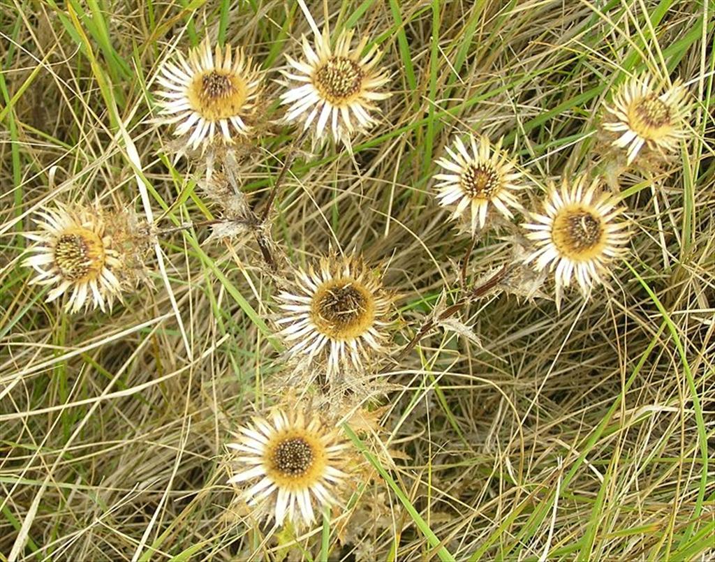 Carlina vulgaris (door Grada Menting)