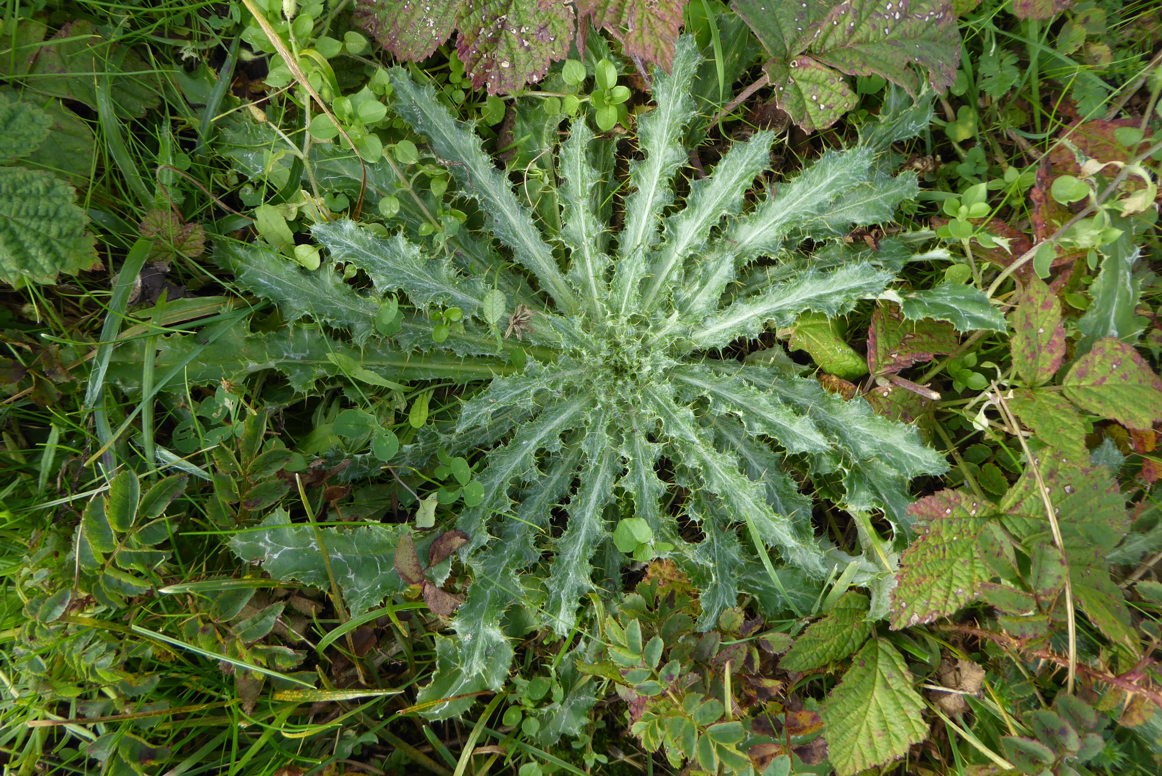 Carlina vulgaris (door Koen van Zoest)