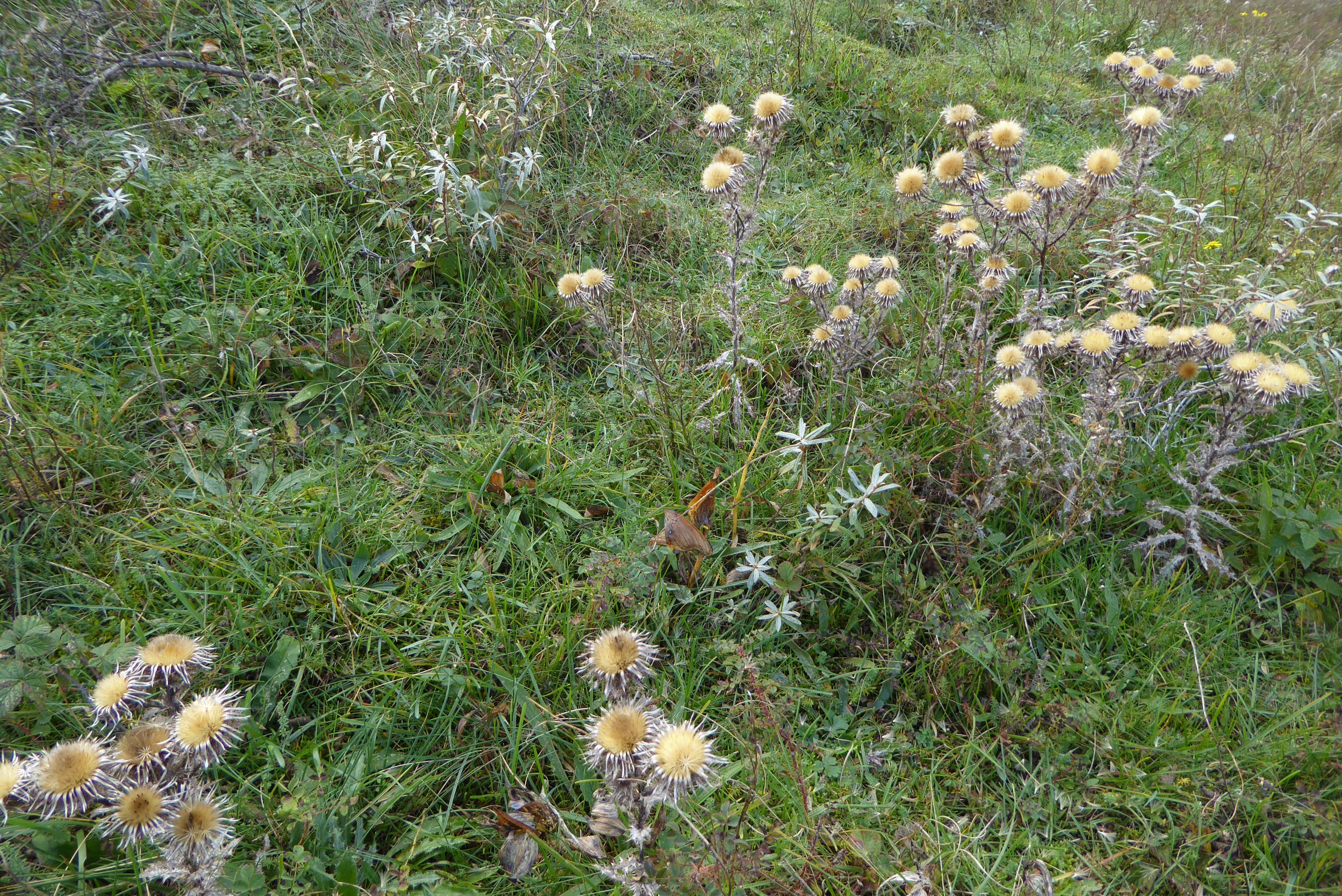 Carlina vulgaris (door Koen van Zoest)