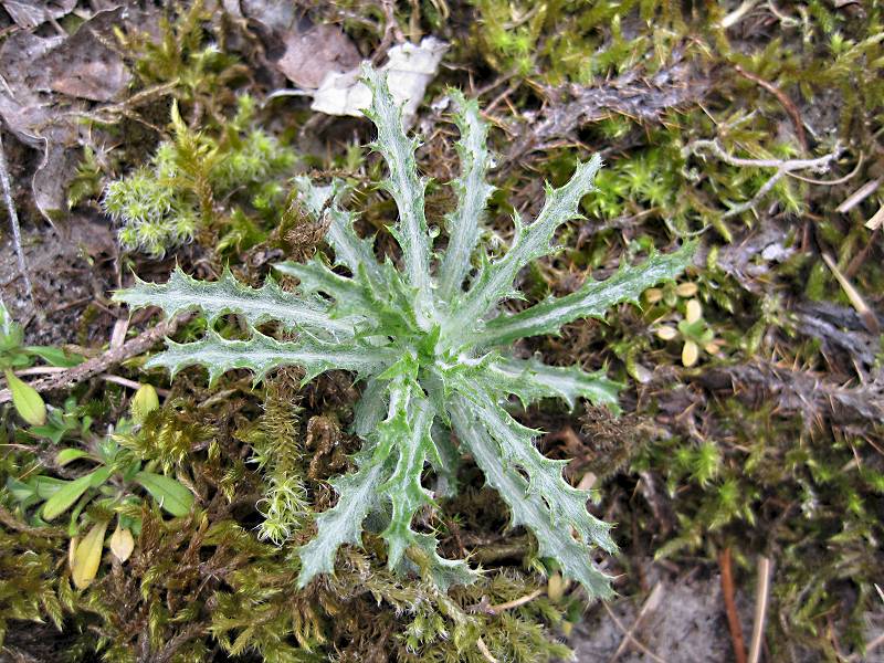 Carlina vulgaris (door Grada Menting)