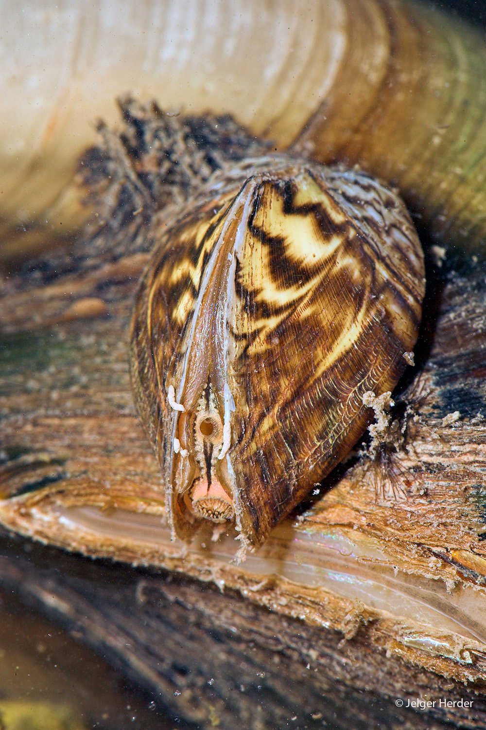 Dreissena polymorpha (door Jelger Herder)