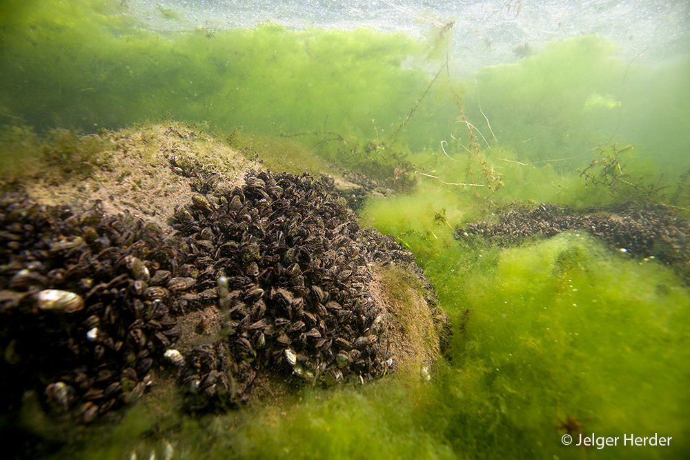 Dreissena polymorpha (door Jelger Herder)