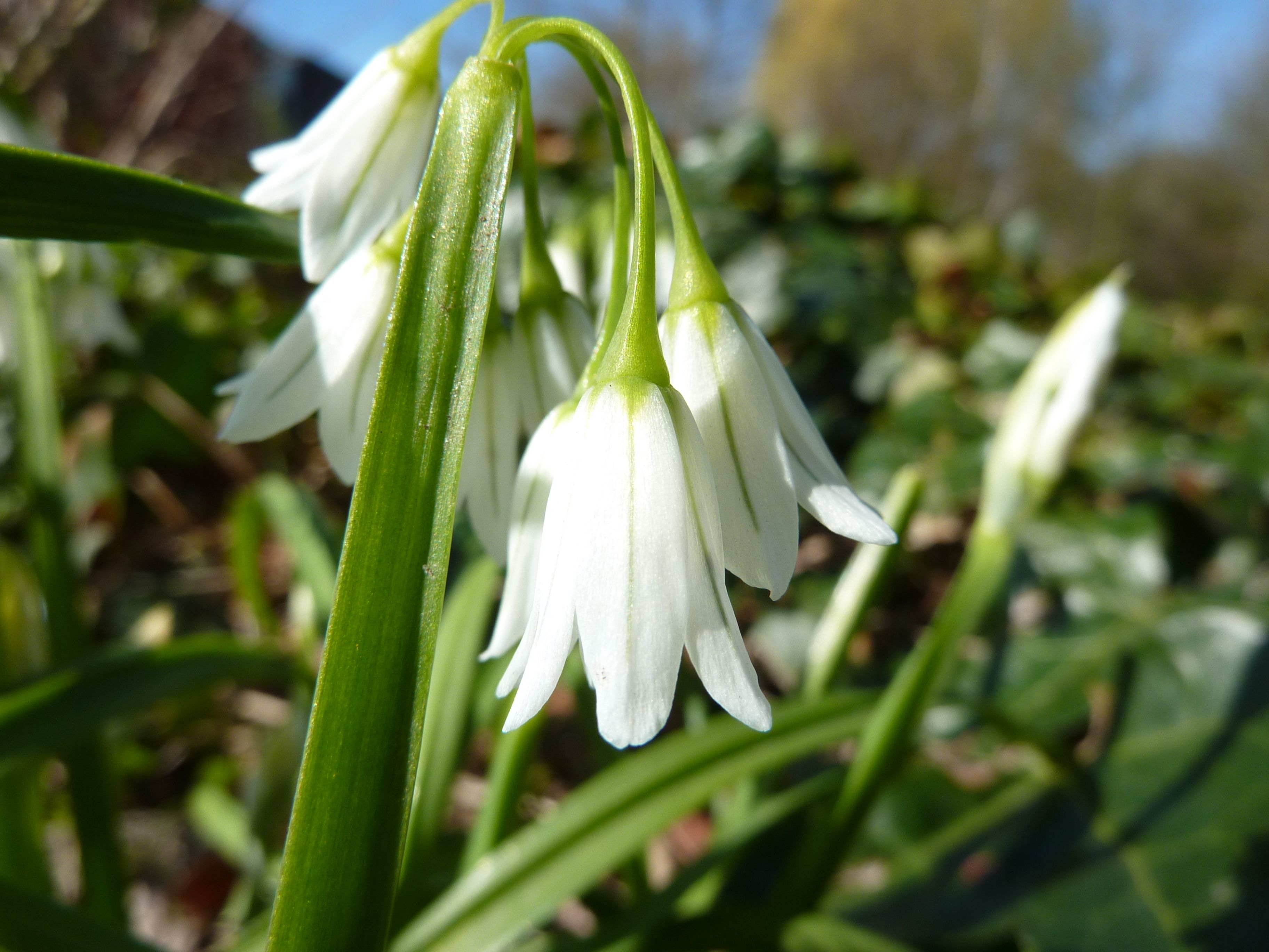 Allium triquetrum (door Koen van Zoest)